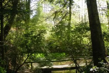 <p>One of the many bridges over the streams running through the park</p>