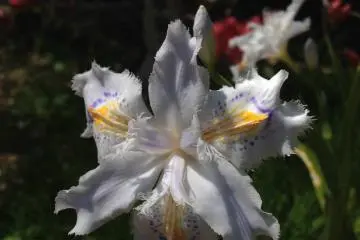 <p>This flower looks like an orchid. It's quite lovely and it was one of the more popular flowers in bloom when I went</p>