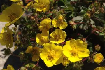<p>It was love at&nbsp; first sight when I saw these reflecting the golden rays of the sun</p>