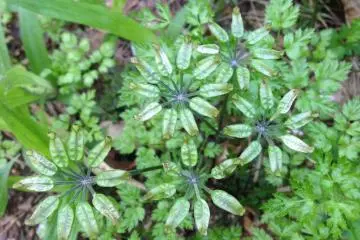 <p>If you look closely enough, you'll see the marvels of nature in different patterns</p>