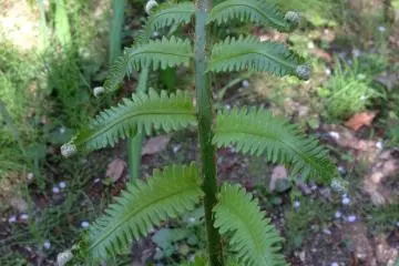 <p>There are even ferns growing here</p>