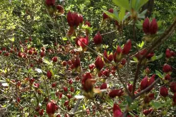 <p>It's not too late to visit! The azalea buds have yet to open</p>
