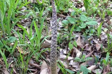 <p>Yet another very interesting plant that I came across</p>