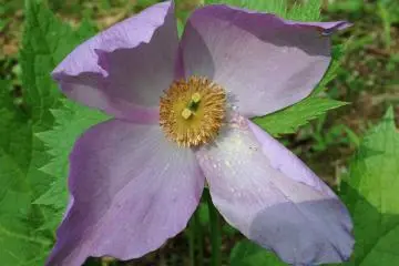<p>Endemic to only certain parts of Japan, the Japanese Wood Poppy (shirane-aoi) is found in abundance here</p>
