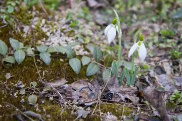 <p>Tiny white flowers announce spring is near</p>