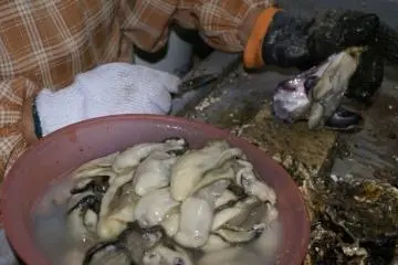 The process of opening oysters before packing into containers