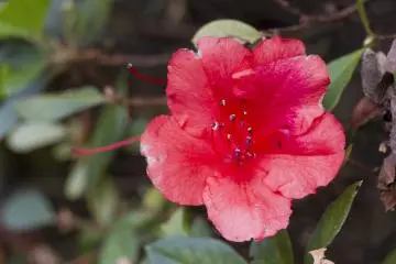 <p>Tsutsuji, or azaleas, are abundant in May</p>