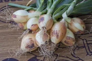 <p>These fresh spring onions went straight onto the grill and were quite delicious</p>