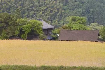 <p>Spring wheat fields</p>