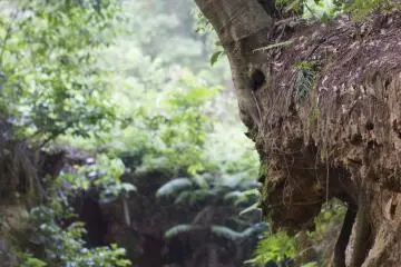 <p>Inside one of the dirt trenches on the way to the ruins; I thought this tree resembled a goat</p>