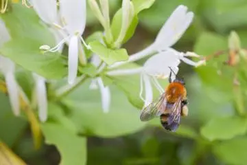 <p>A leisurely stroll allows time to watch a bumblebee and appreciate their hard work</p>