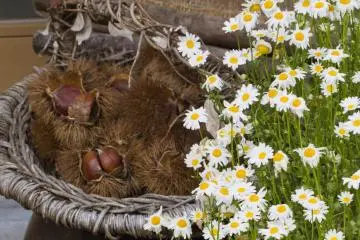 <p>This display is in front of a French restaurant here in a countryside home, Vie Vie</p>