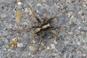 <p>This rather interesting spider looks like Plexippus setipes, but it was larger than that species</p>
