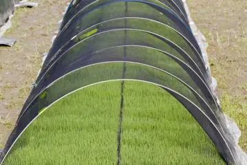 <p>These rice seedlings will go into the fields after flooding in early June</p>