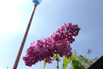 <p>There are cute gardens in the park and in keeping with the theme, even the lights looked like glass being blown</p>