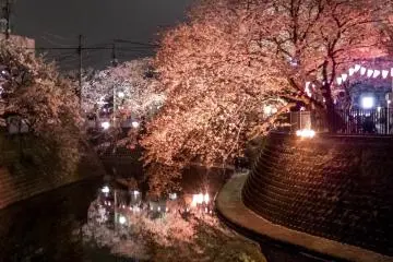 The best part of this display can be seen leading up from Kiyomizu Bridge (close to Minami Oota Station on the Keikyu Line), which runs several hundred meters upstream to Gumiyoji Station