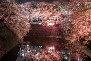 Although impressive during the daytime, the reflections of the cherry blossoms on the river look even more dramatic during the night