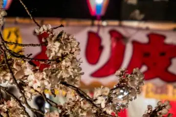 The colors of the stalls in the background contrasting perfectly with the cherry blossoms in the foreground