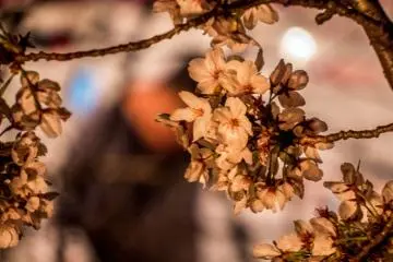 Some white cherry blossoms clearly visible in the foreground with the blurred image of a stall owner located on the other side of the river