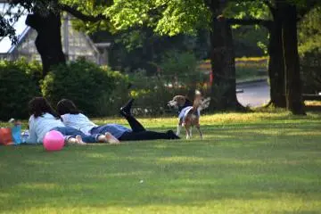 <p>This dog was barking at the top of his voice because he was tied to his owner's ankle and couldn't run around on a lawn as he wished.</p>