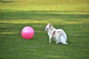 <p>A pink ball and cute doggy</p>