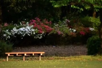 <p>A quiet corner decorated with blooming azaleas</p>