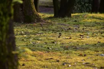 <p>Fallen leaves under the light of sunset</p>