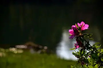 <p>Azaleas starting to bloom beside the pond</p>