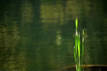 <p>I wonder if these are the leaves of irises in the pond?</p>