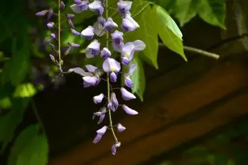 <p>Japanese wisteria in early bloom</p>