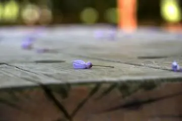 <p>Yet there were already fallen petals on a table</p>