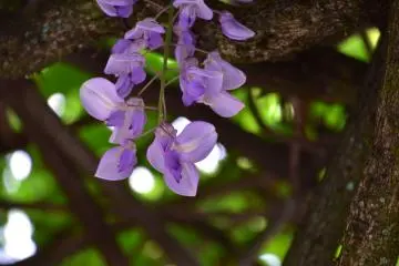 <p>Beautiful violet flowers in the shade of a wooden trellis</p>