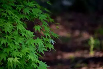 <p>Green maple leaves in late spring</p>
