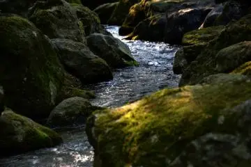 <p>Tranquil stream in the garden</p>