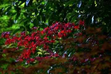 <p>Radiant red in dark green</p>
