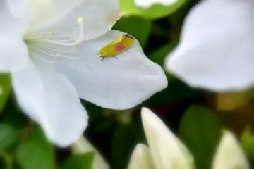 <p>A colorful moth on a petal of white azalea. Red on his wing makes him look like he is blushing.</p>