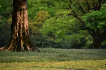 <p>A tree trunk radiant with sunshine with woods in shadow in the background</p>