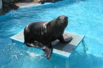 Performing seals at Shibukawa Marine Aquarium (Photo: Shibukawa Marine Aquarium)