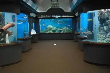 Inside the aquarium (Photo: Shibukawa Marine Aquarium)