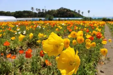Tateyama&nbsp;Family Park to the west