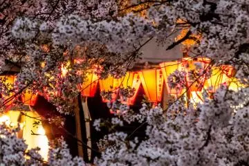 ในขณะที่แสงอาทิตย์คล้อยต่ำลง โคมไฟก็เริ่มสว่างสไวขึ้น ให้แสงสีส้มสวยที่ดูเหมือนมาช่วยแต่งแต้มดอกซากุระให้งดงามยิ่งขึ้น