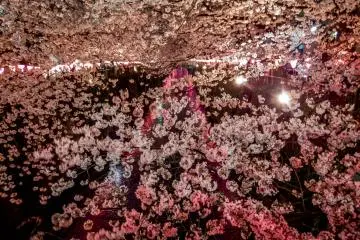 กิ่งซากุระยื่นออกไปปกคลุมแม่น้ำเมะกุโระดูเหมือนผ้าห่มสีชมพูสวย