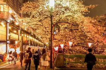 หนึ่งในผู้ชมดอกไม้ ต้องการเก็บรูปสวยๆ เป็นครั้งสุดท้าย