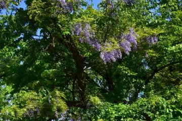 Wisteria mekar di alam liar 