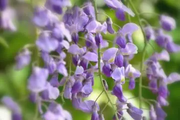 Wisteria berwarna ungu lembut