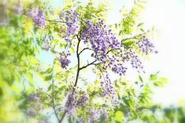 Wisteria liar menari di sinar matahari