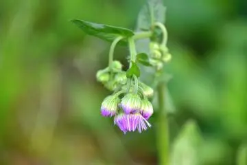 Bunga liar di taman kuil