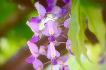 Wisteria yang cantik pada sinar matahari yang lembut
