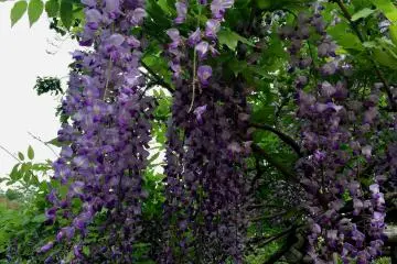  One of more than 20 species of wisteria blooms in the garden (Photo: Olga Kaneda)