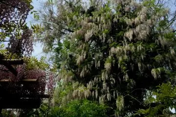 White wisteria enlaced the tree (Photo: Olga Kaneda)